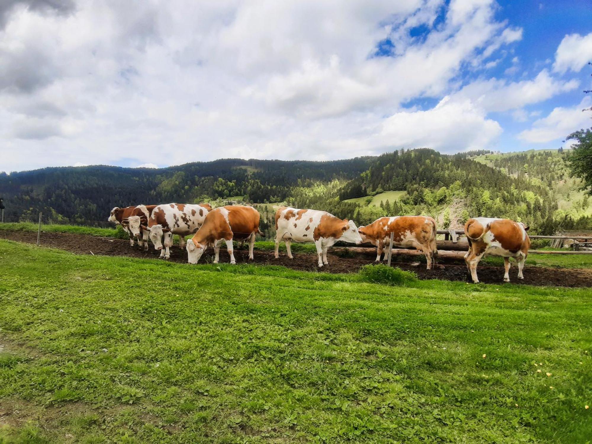 Apartments Organic Tourist Farm Gradisnik Prevalje Buitenkant foto